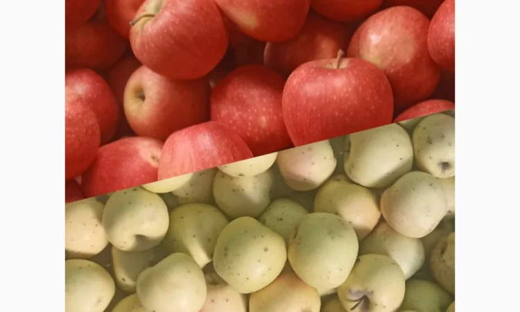 Продам яблука Пінова Голден - фото № 1