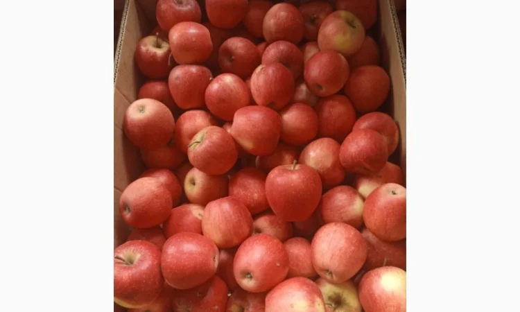 Продам яблука Пінова Голден - фото № 2