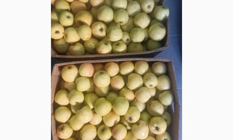 Продам яблука Пінова Голден - фото № 3