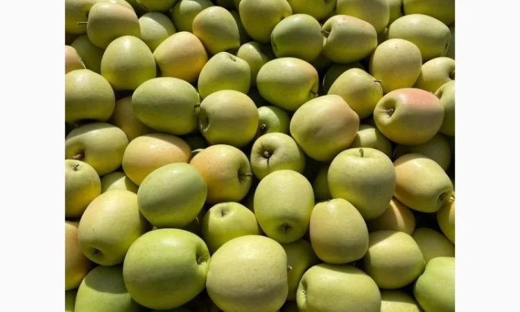 Продам яблука з (РГС) З Контроля Голдан, Чемпіон, Чорниц Принц, Семеренка - фото № 1