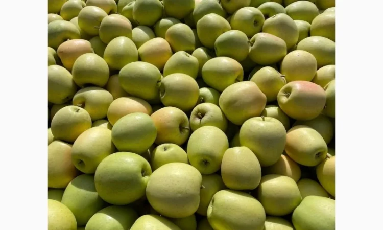 Продам яблука з (РГС) З Контроля Голдан, Чемпіон, Чорниц Принц, Семеренка - фото № 2