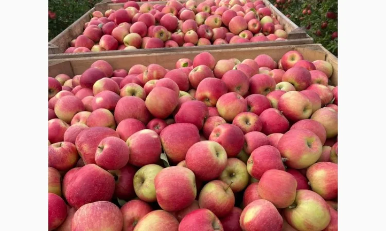 Продам яблука з (РГС) З Контроля Голдан, Чемпіон, Чорниц Принц, Семеренка - фото № 3