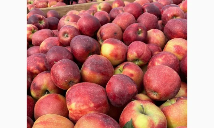 Продам яблука з (РГС) З Контроля Голдан, Чемпіон, Чорниц Принц, Семеренка - фото № 4