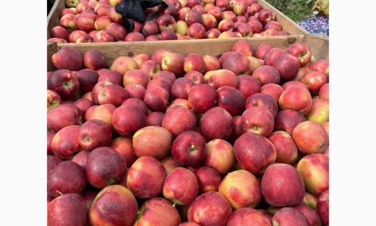 Продам яблука з (РГС) З Контроля Голдан, Чемпіон, Чорниц Принц, Семеренка - фото № 5