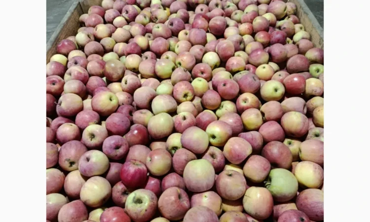 Продаются яблоки сорта Фуджі и Флоріна - фото № 1