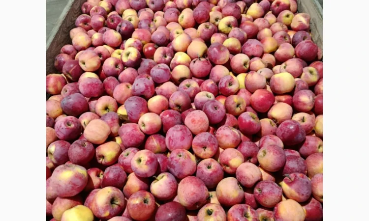 Продаются яблоки сорта Фуджі и Флоріна - фото № 2