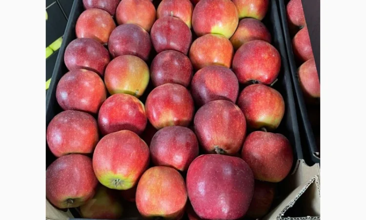 Продам яблоки несколько сортов с хранилищя. От производителя с 20 тонн - фото № 1