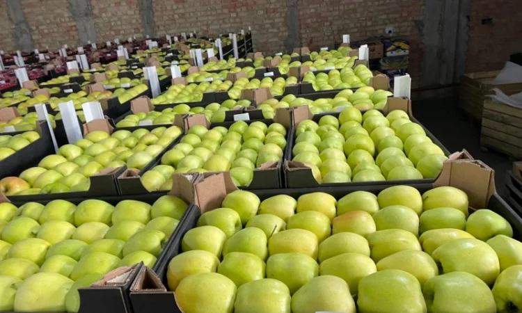 Продам яблоки несколько сортов с хранилищя. От производителя с 20 тонн - фото № 9