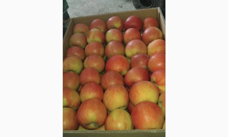 Продаются яблоки разных сортов - фото № 1