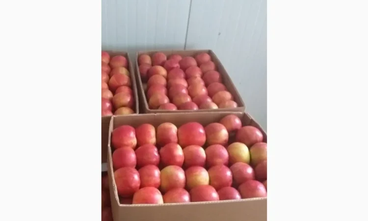 Продаются яблоки разных сортов - фото № 2