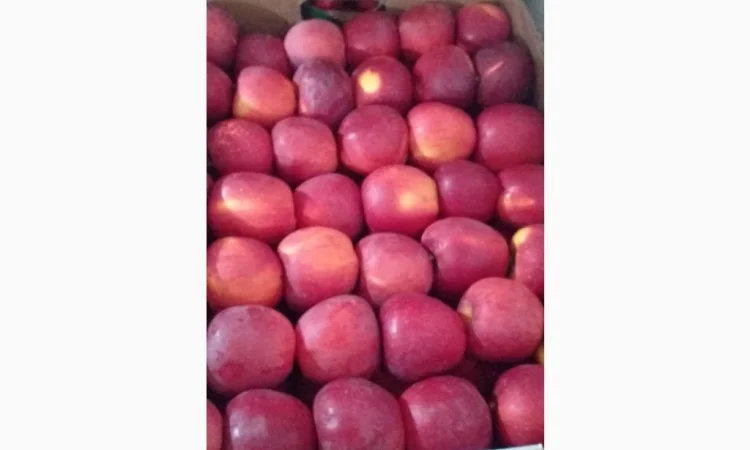 Продаются яблоки разных сортов - фото № 5