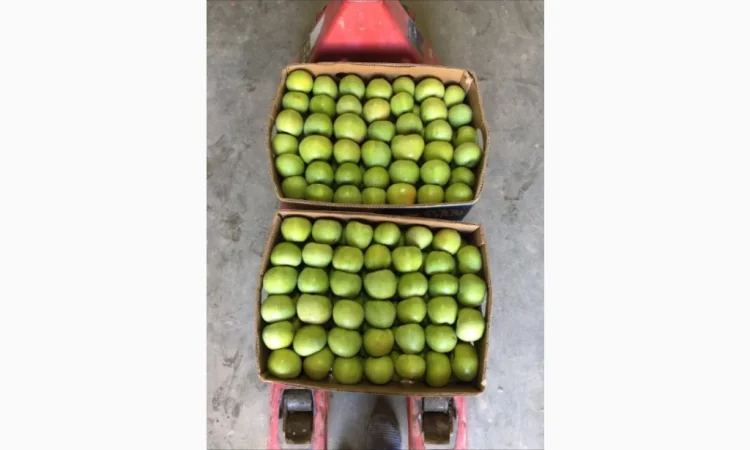 Продаются яблоки разных сортов - фото № 6