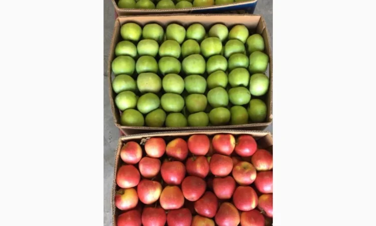 Продаются яблоки разных сортов - фото № 7