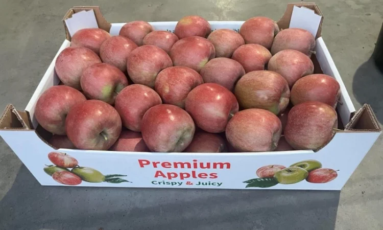 Продам яблука: фуджі, голден - фото № 1