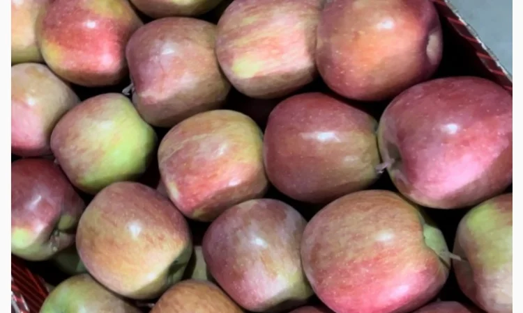 Продам яблука: фуджі, голден - фото № 3