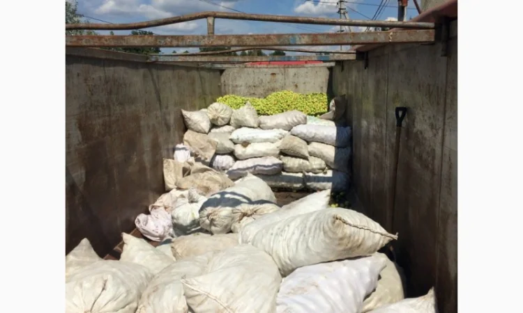 Куплю яблоки на сік, переробку, люба область - фото № 1