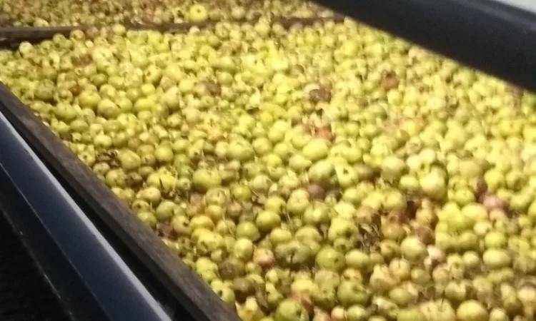 Яблоки переробка трушені на сік - фото № 1