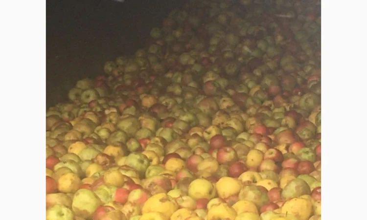 Яблоки на сік - фото № 1