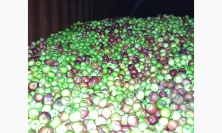 Купимо яблоки на переработку, на соки - фото № 1