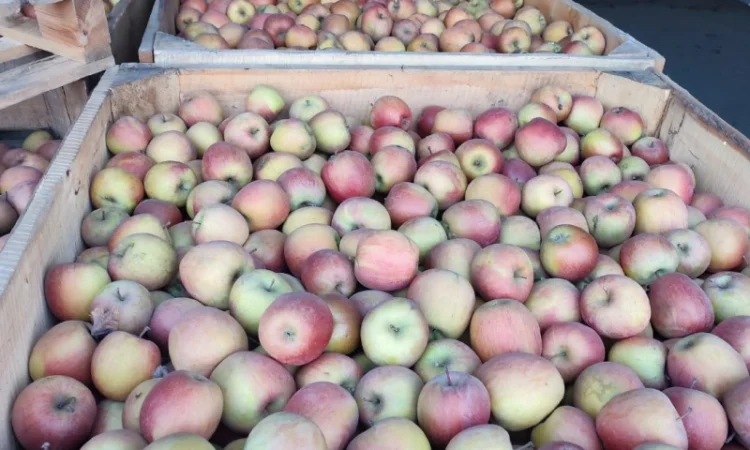 Продаются яблоки сорта Фуджі - фото № 1