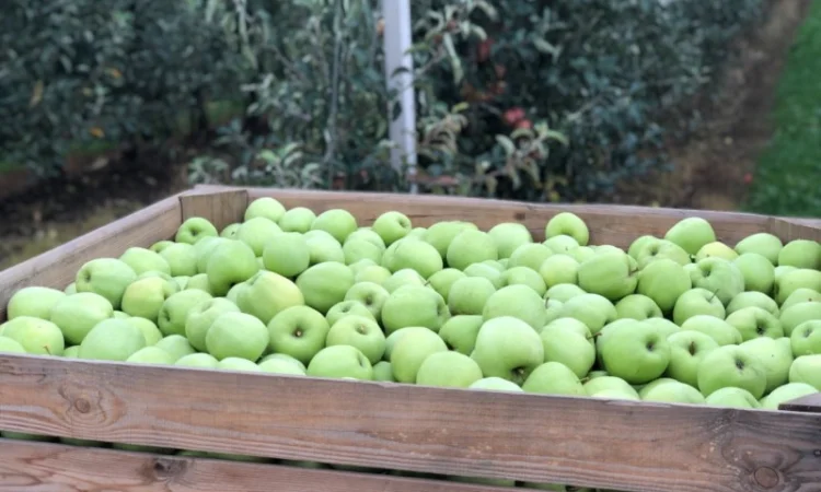 Есть покупатели яблок для переработки, для рынков и на экспорт от 10 тонн - фото № 2