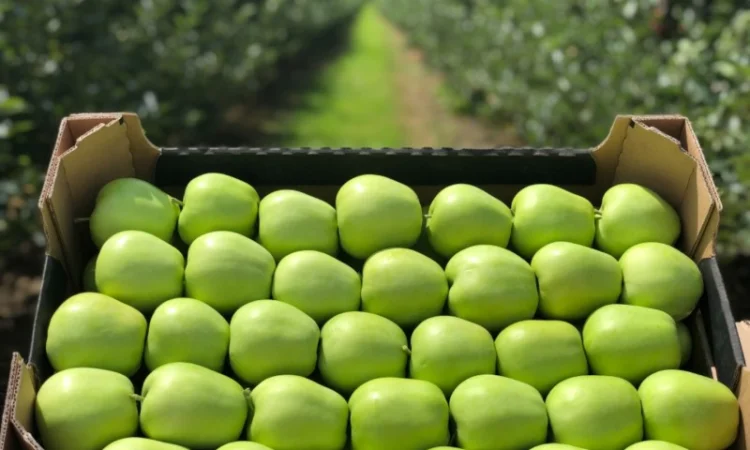 Есть покупатели яблок для переработки, для рынков и на экспорт от 10 тонн - фото № 3