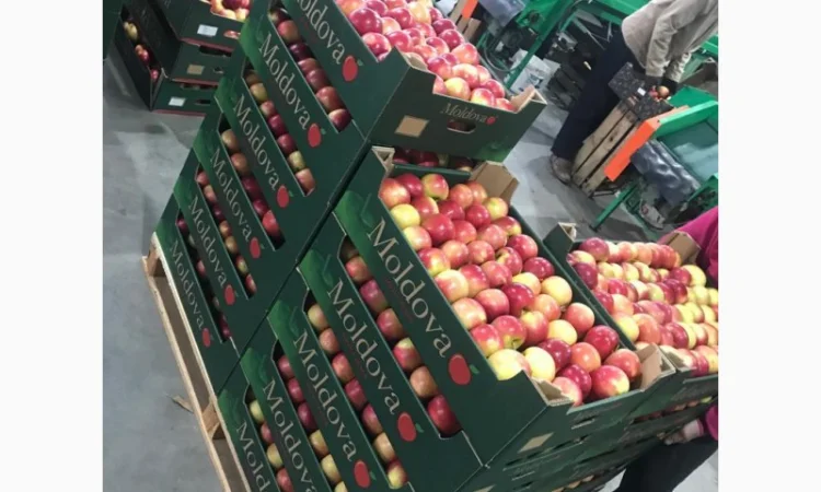 Пропонуються яблука від виробника, обсяг від 20 тонн - фото № 1
