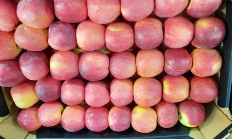 Пропонуються яблука від виробника, обсяг від 20 тонн - фото № 20