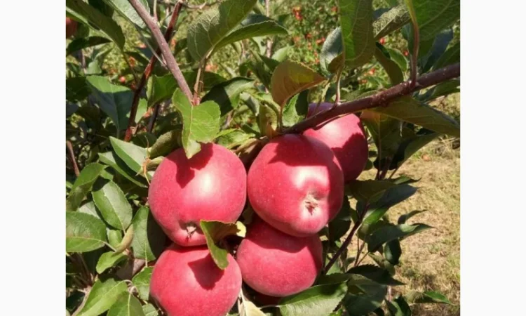 Пропонуються яблука від виробника, обсяг від 20 тонн - фото № 18