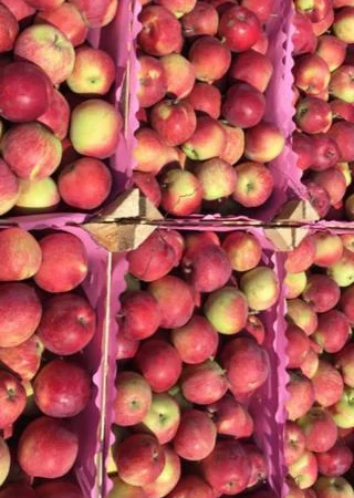 Пропонуються яблука від виробника, обсяг від 20 тонн - фото № 17