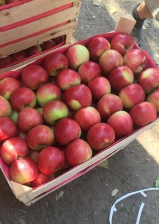 Пропонуються яблука від виробника, обсяг від 20 тонн - фото № 16
