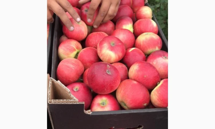 Пропонуються яблука від виробника, обсяг від 20 тонн - фото № 14