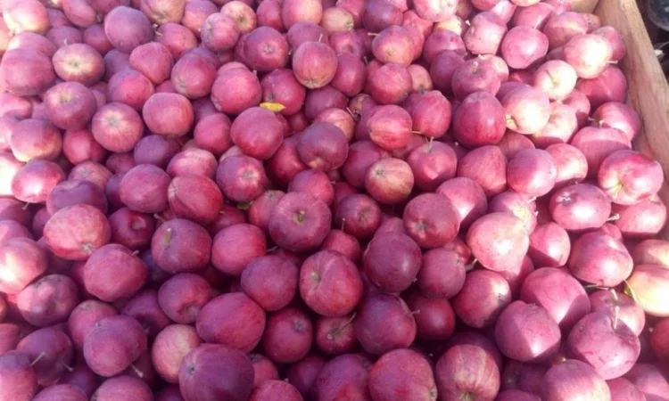 Пропонуються яблука від виробника, обсяг від 20 тонн - фото № 13