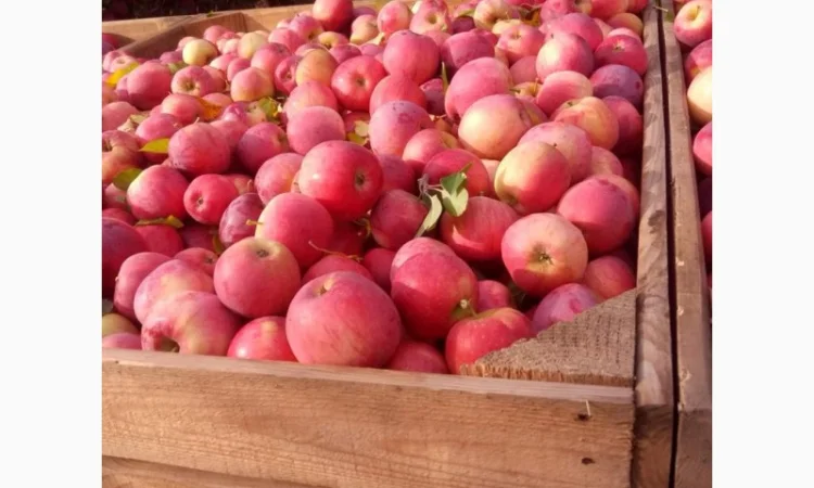Пропонуються яблука від виробника, обсяг від 20 тонн - фото № 11
