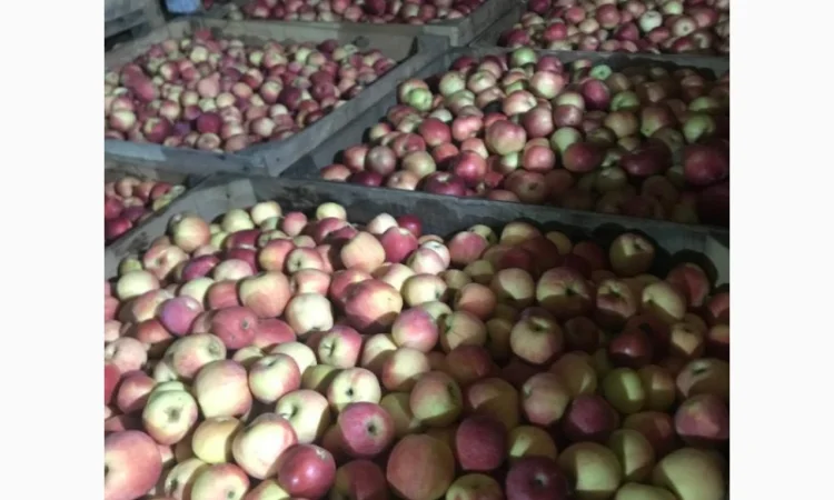 Пропонуються яблука від виробника, обсяг від 20 тонн - фото № 10