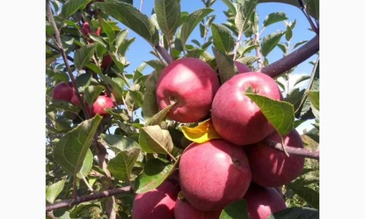 Пропонуються яблука від виробника, обсяг від 20 тонн - фото № 7