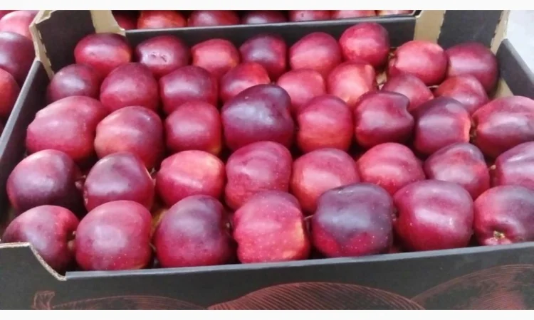 Продам яблоки от произодителя от 20 тонн - фото № 19