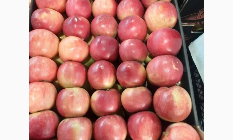 Продам яблоки от произодителя от 20 тонн - фото № 2