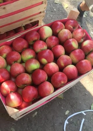 Продам яблоки от произодителя от 20 тонн - фото № 6