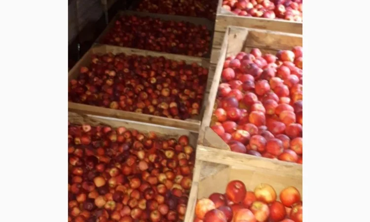 Продам яблоки от произодителя от 20 тонн - фото № 5