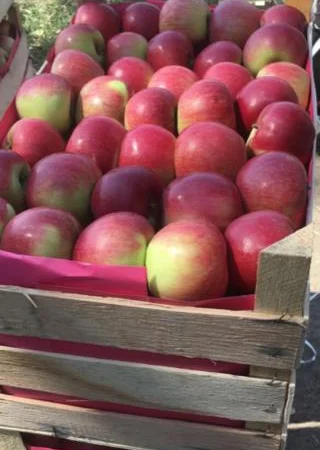 Продам яблоки от произодителя от 20 тонн - фото № 4