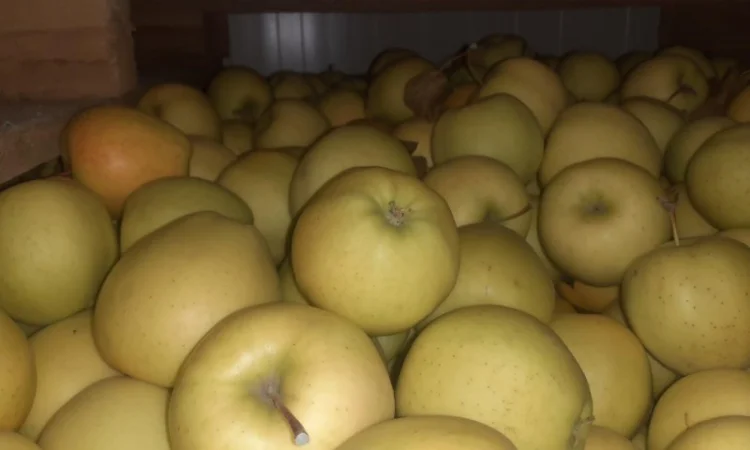 Продам яблоки от произодителя от 20 тонн - фото № 3