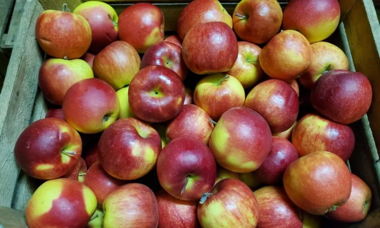 У меня есть покупатели в разных странах на яблоки разных сортов - фото № 3