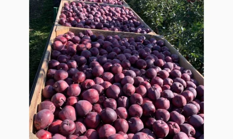 У меня есть покупатели в разных странах на яблоки разных сортов - фото № 5