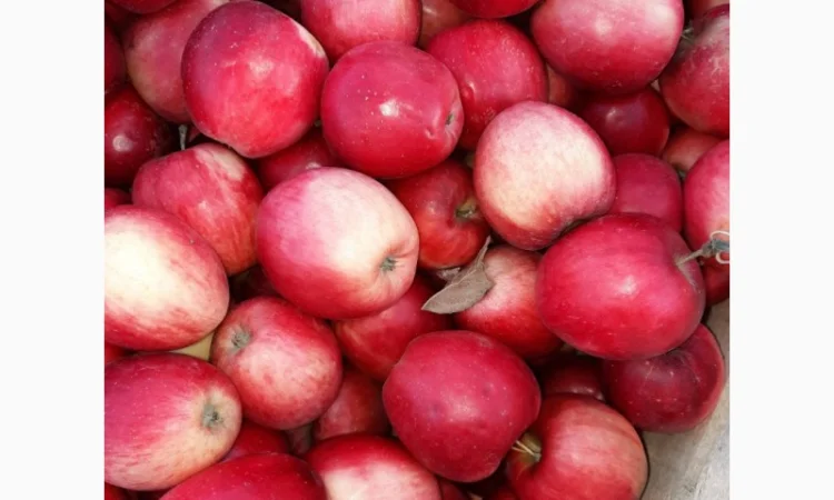 Покупаем яблоки разных сортов оптом - фото № 1