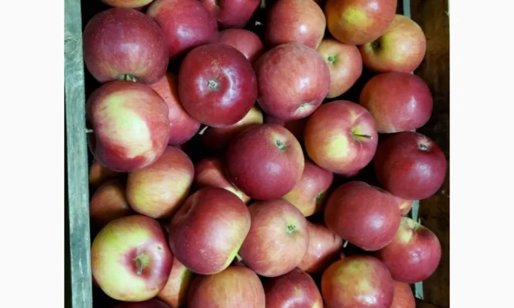 Покупаем яблоки разных сортов оптом - фото № 4