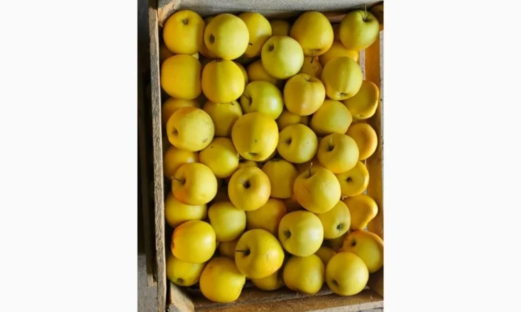 Покупаем яблоки разных сортов оптом - фото № 5