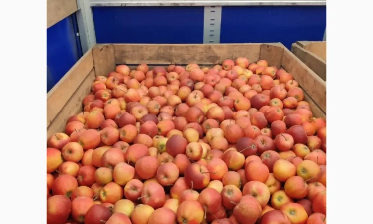 Покупаем яблоки разных сортов оптом - фото № 7