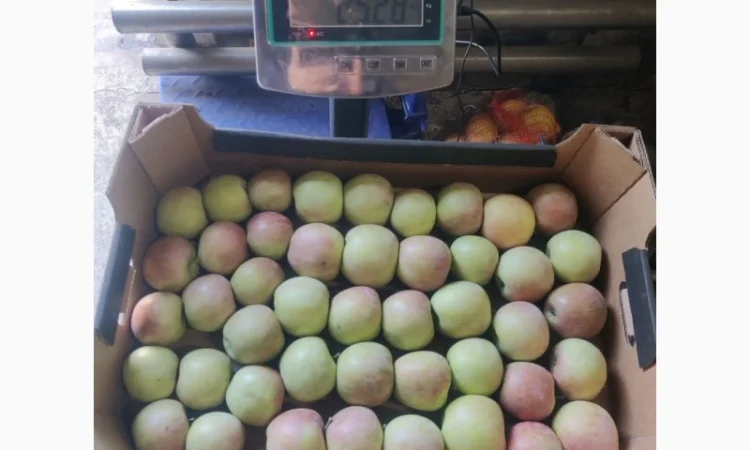 Покупаем яблоки разных сортов оптом - фото № 9