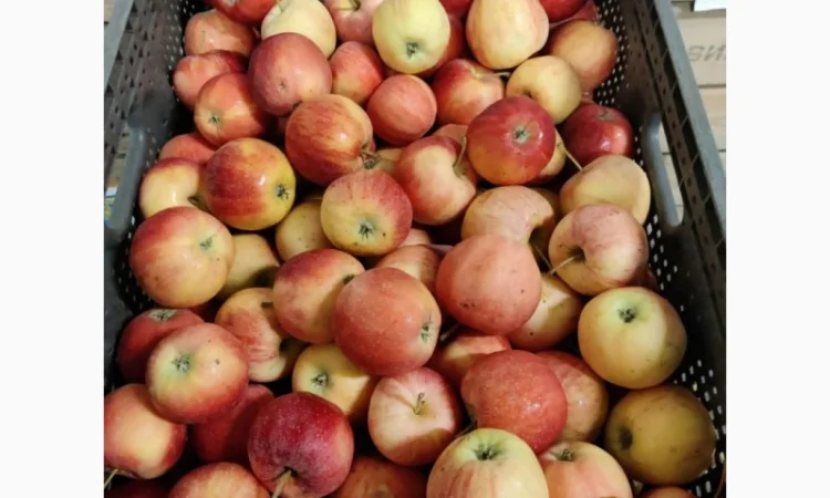 Покупаем яблоки разных сортов оптом - фото № 10